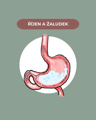 Říjen je měsícem oslabeného žaludku. Pokud je právě tento důležitý orgán našeho trávení místem, které vás trápí a...